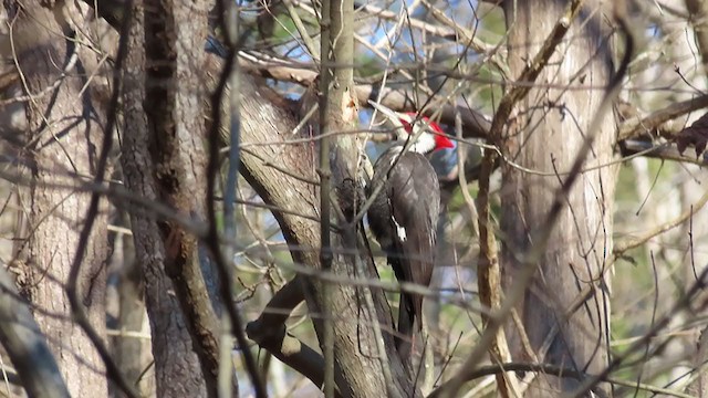 Pileated Woodpecker - ML203726351