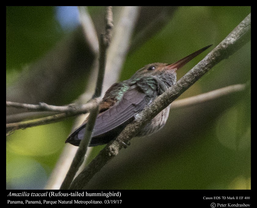 Rufous-tailed Hummingbird - Peter Kondrashov