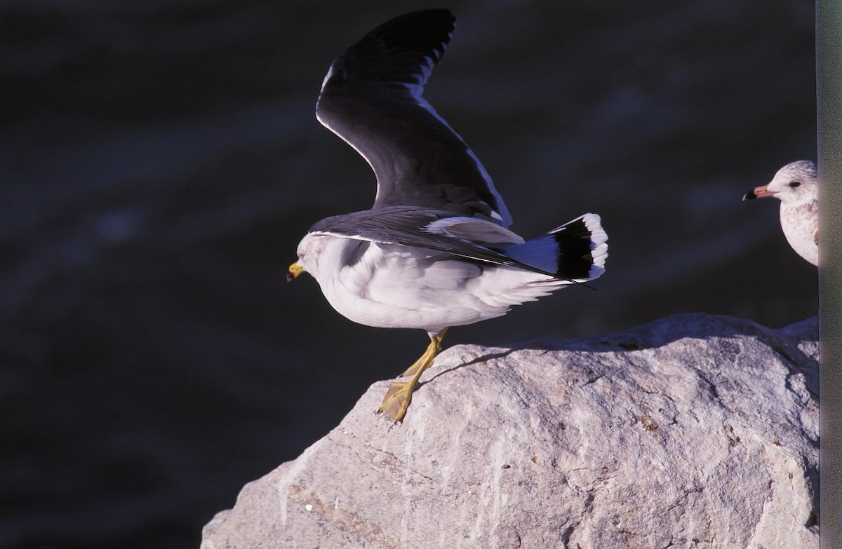 Black-tailed Gull - ML20372731