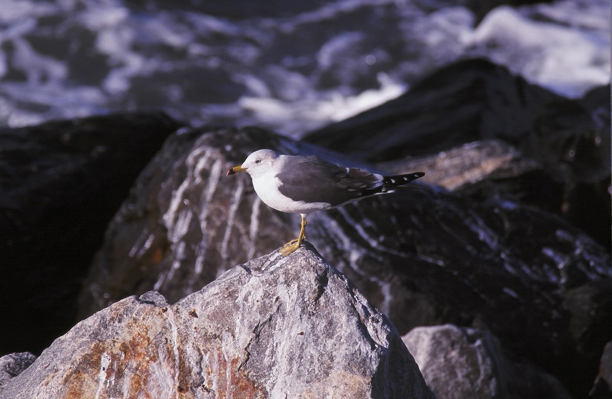 Black-tailed Gull - ML20372751