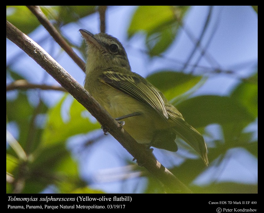 Olivscheitel-Breitschnabeltyrann (flavoolivaceus) - ML203728311