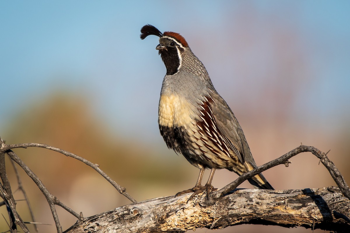 Gambel's Quail - ML203729051