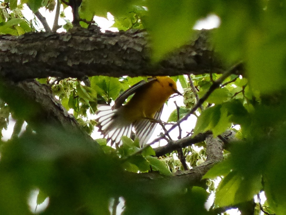 Prothonotary Warbler - ML20373181