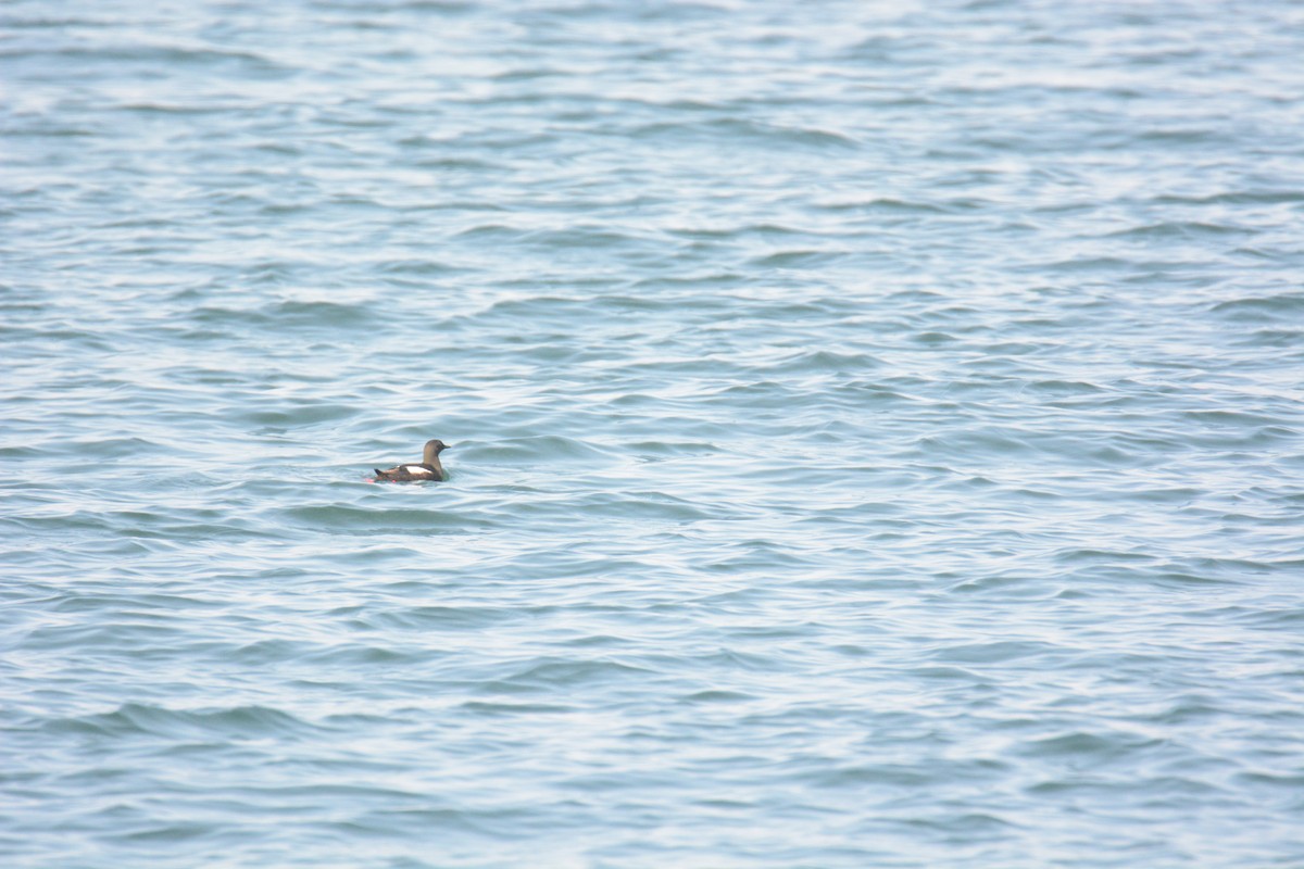 Guillemot à miroir - ML203731971
