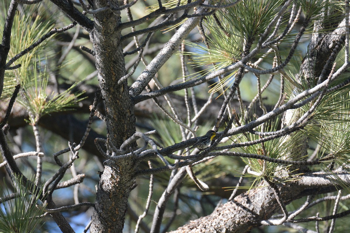 Grace Ötleğeni - ML203732551