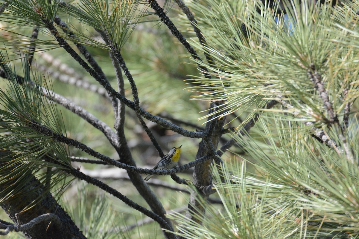 Grace Ötleğeni - ML203732571