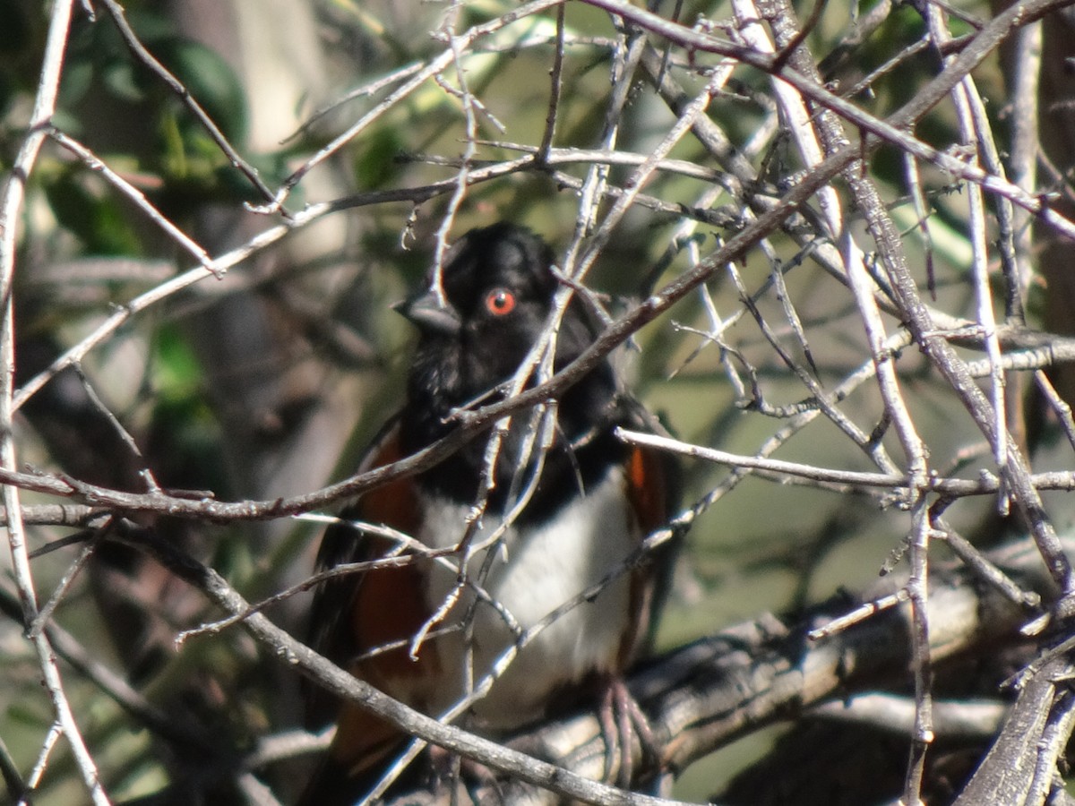 Spotted Towhee - ML203732811