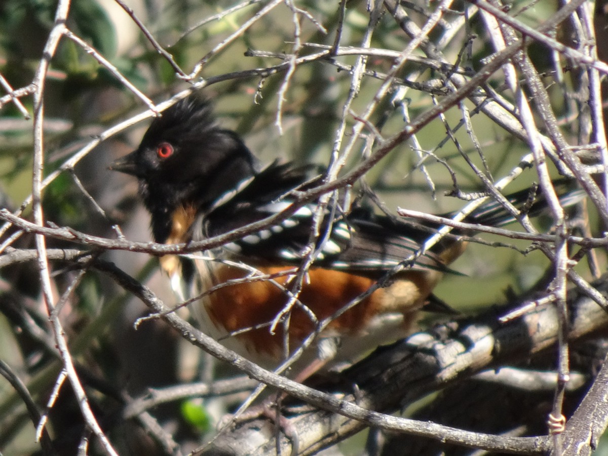 Spotted Towhee - ML203732821