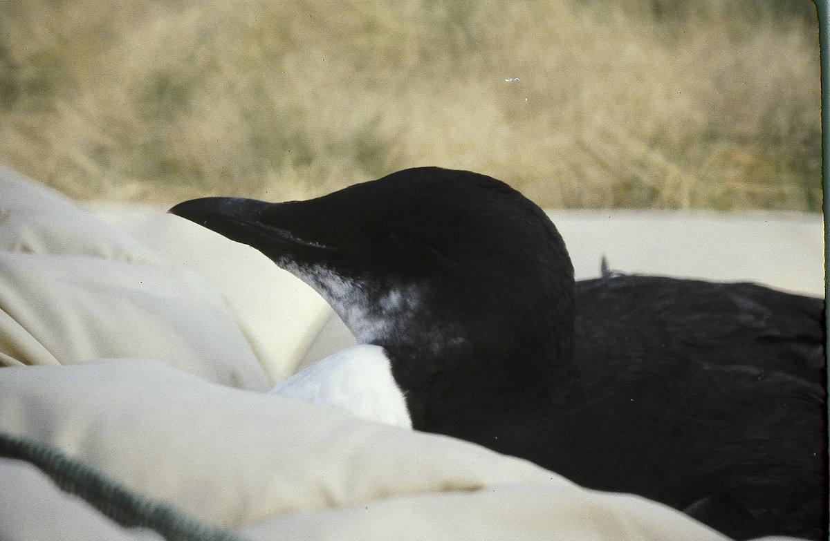 Кайра товстодзьоба - ML20373331