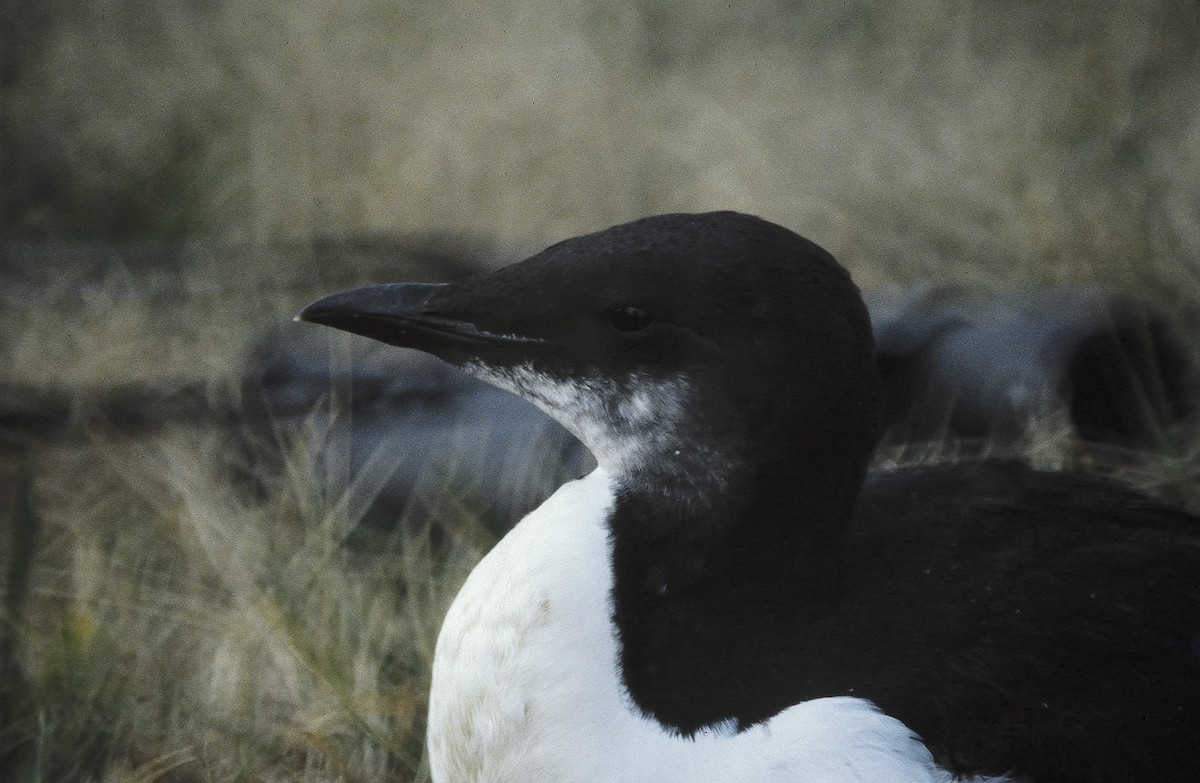 Кайра товстодзьоба - ML20373341