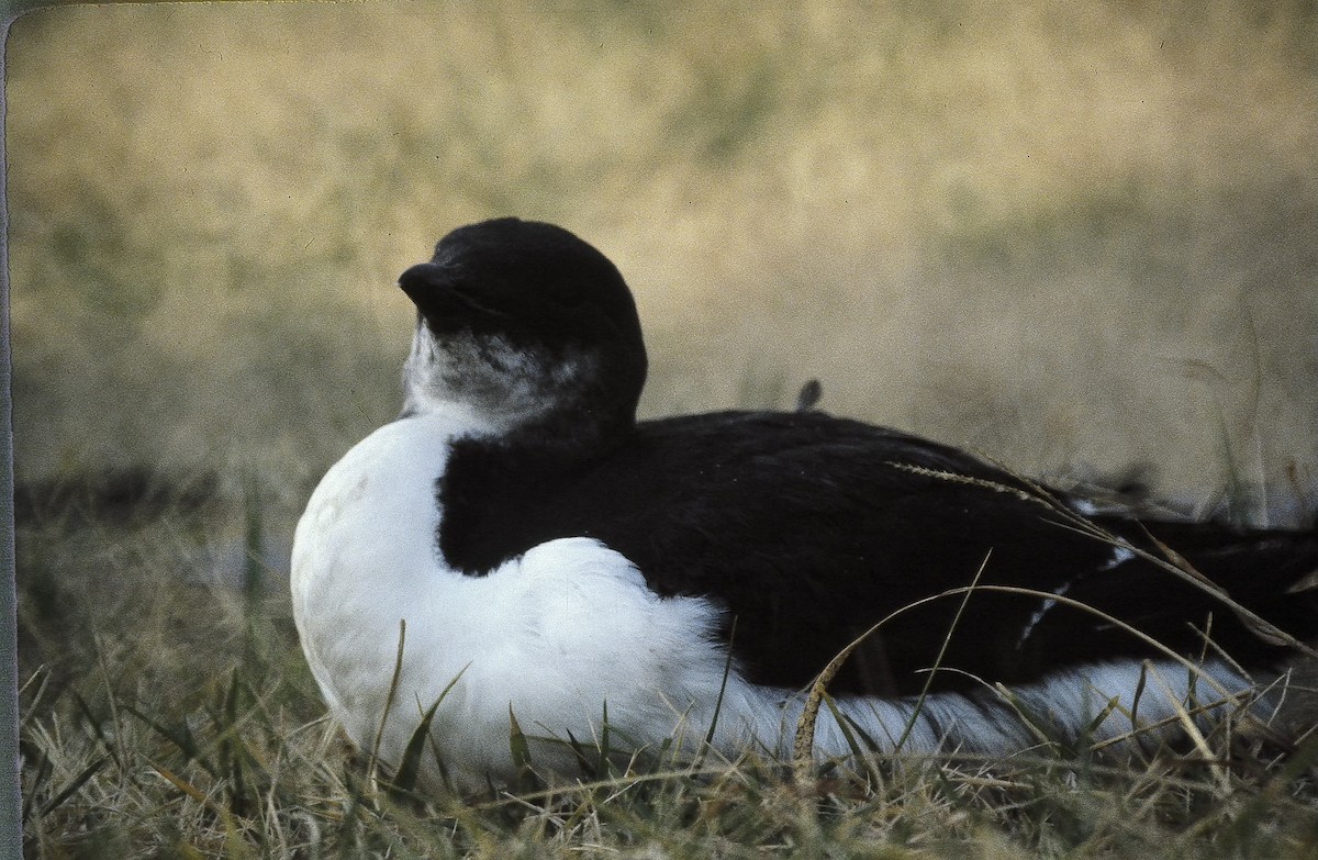 Кайра товстодзьоба - ML20373351