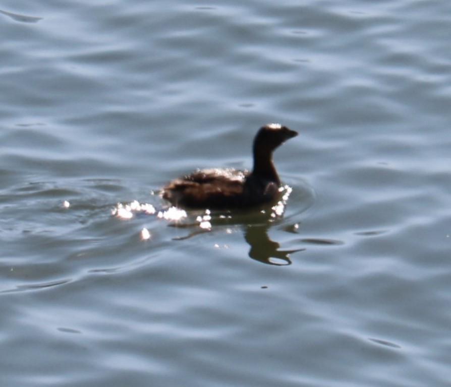 Pied-billed Grebe - Mary Dufrain