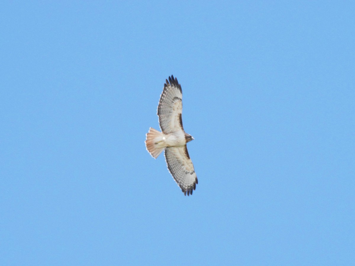 Red-tailed Hawk - ML203734541