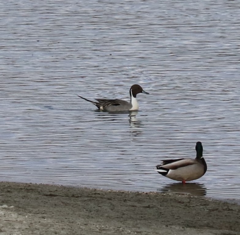 Northern Pintail - Mary Dufrain