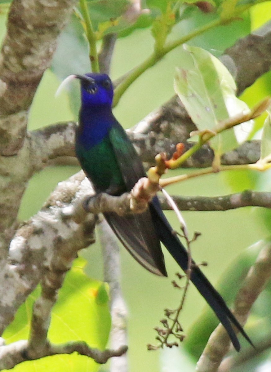 Swallow-tailed Hummingbird - ML203735771