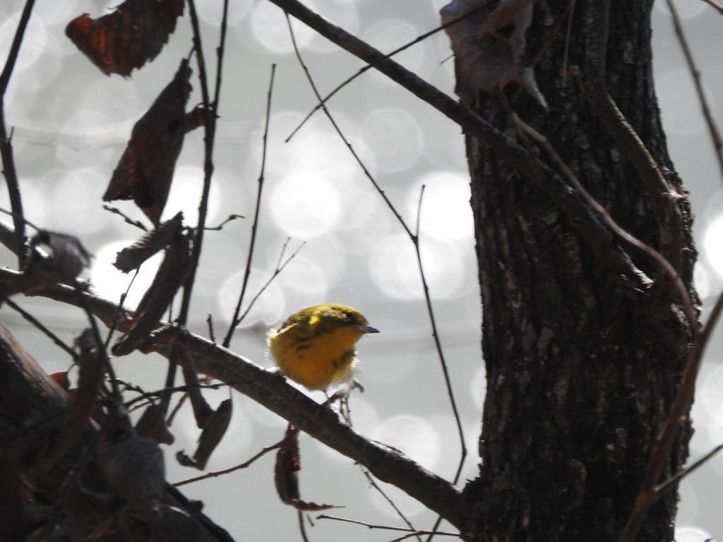 Pine Warbler - ML203736251