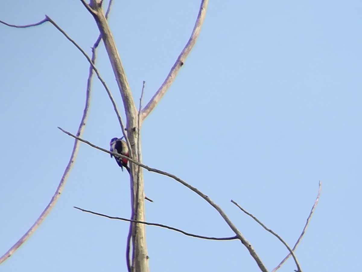 Great Spotted Woodpecker - ML203736961