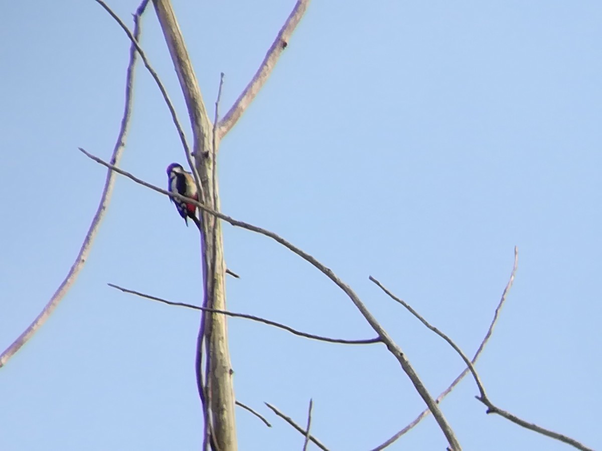 Great Spotted Woodpecker - ML203736971