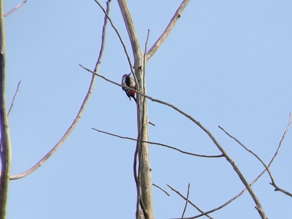 Great Spotted Woodpecker - ML203736981