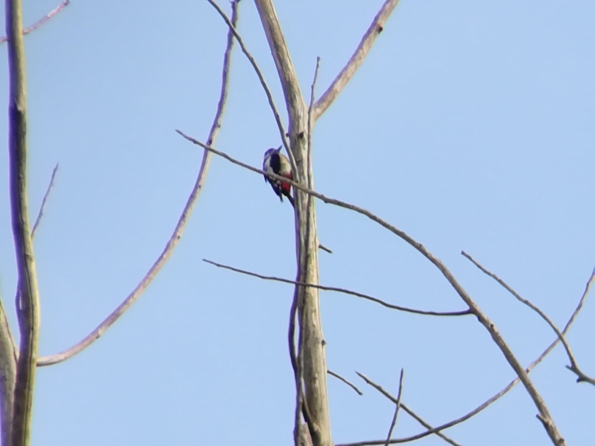 Great Spotted Woodpecker - ML203736991