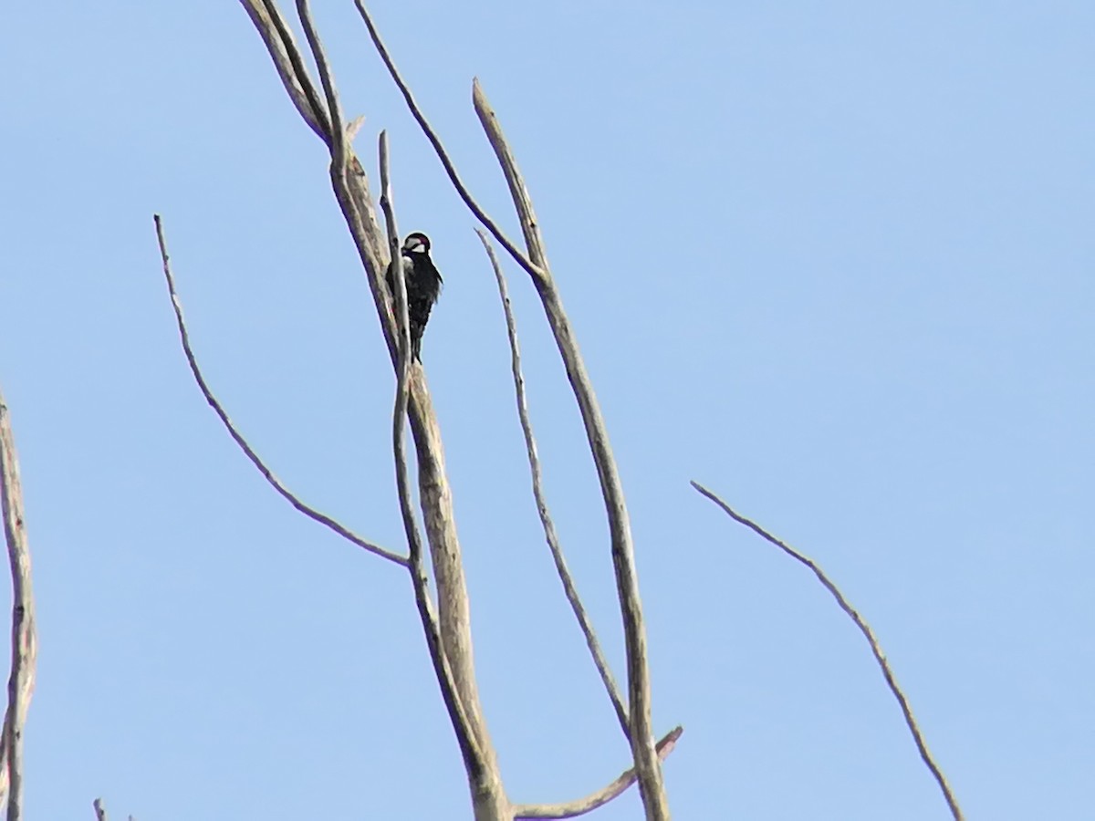 Great Spotted Woodpecker - ML203737051