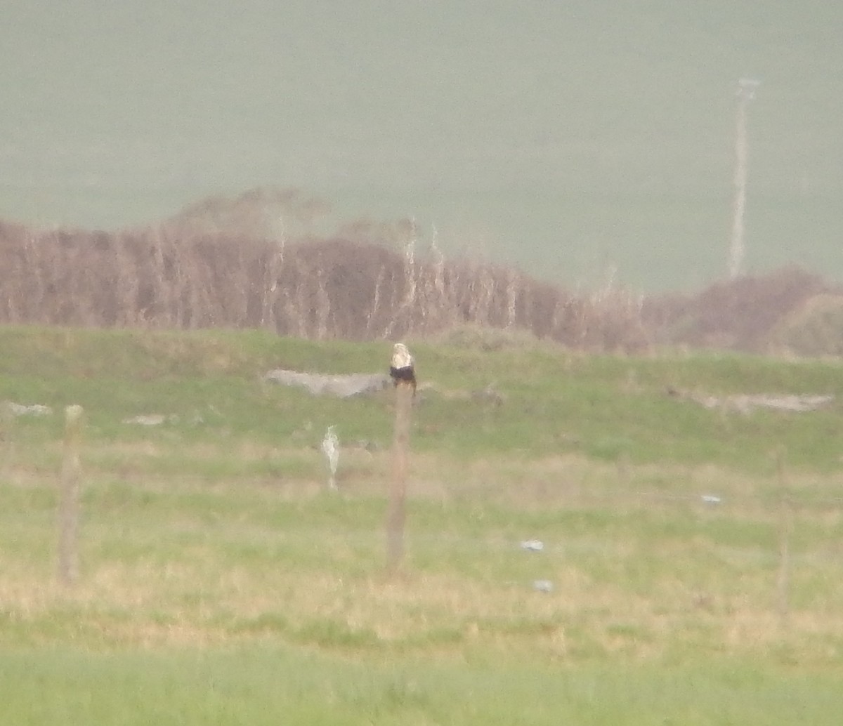 Тарлан сар - ML203738751