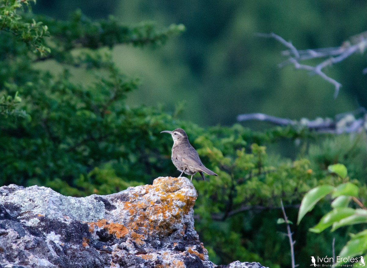 Patagonian Forest Earthcreeper - Iván Eroles