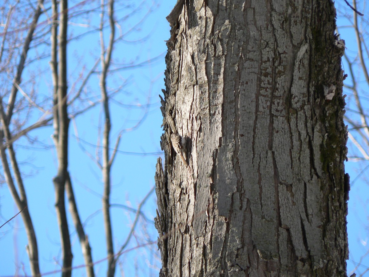 Brown Creeper - ML203741781