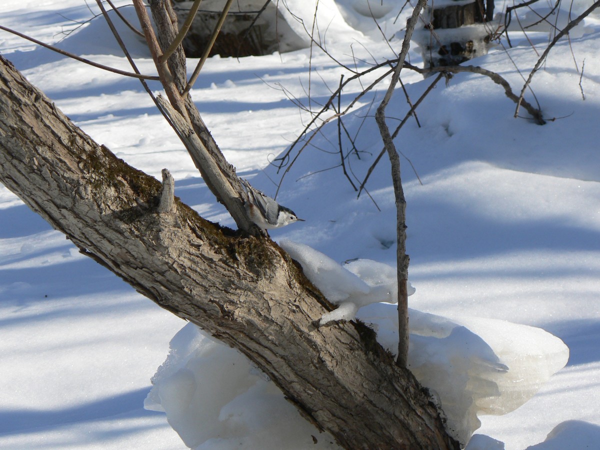 Sittelle à poitrine blanche - ML203741821