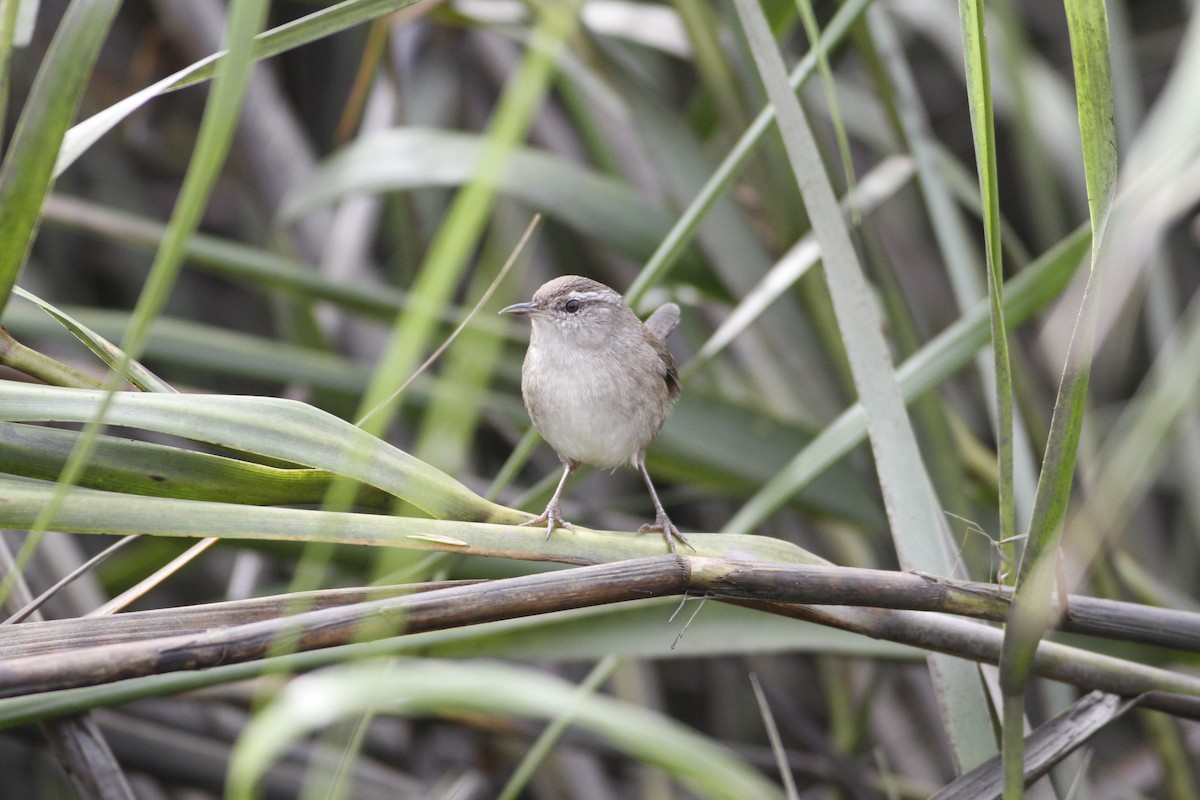 Marsh Wren (griseus) - John Fitzpatrick