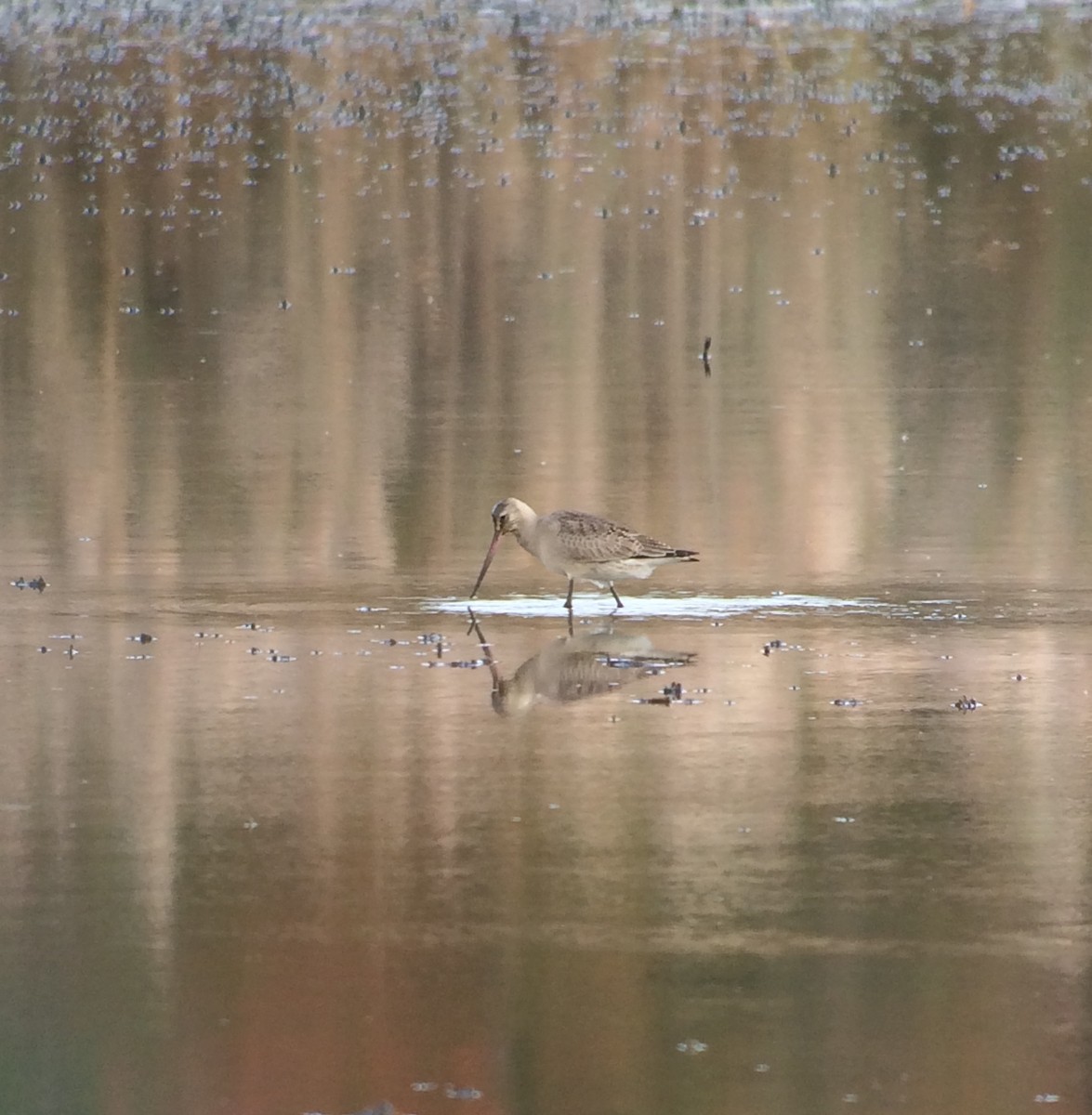 Hudsonian Godwit - ML20374321