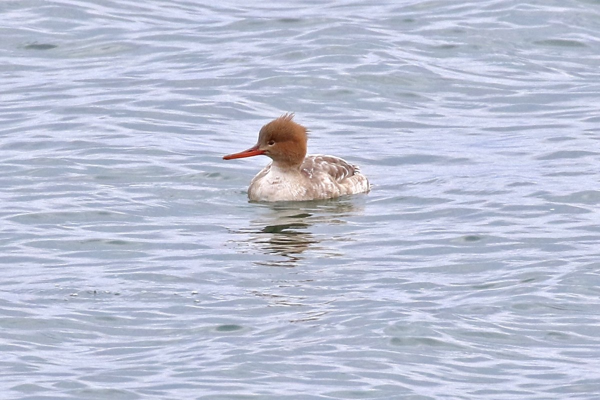 Red-breasted Merganser - ML203744371