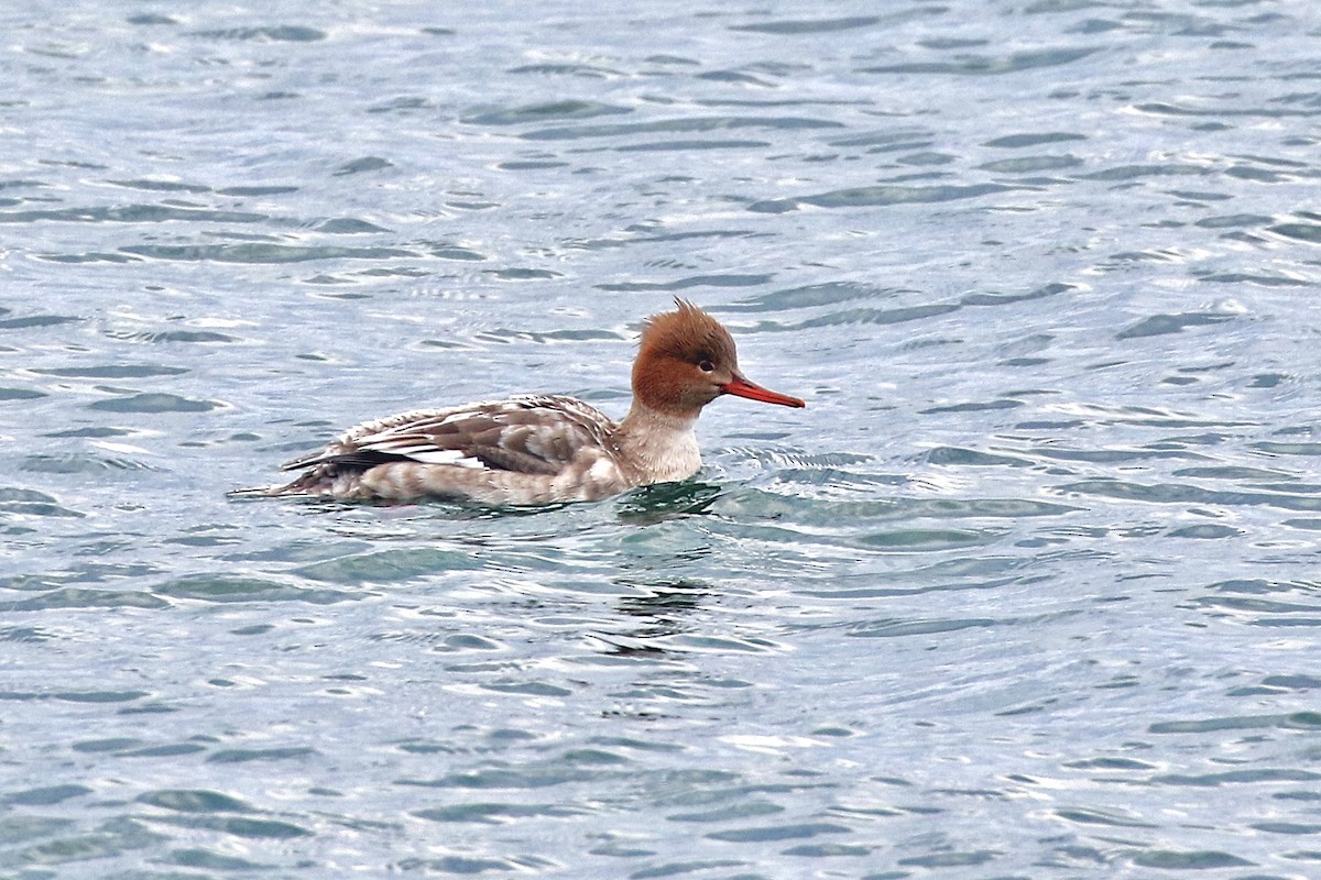 Red-breasted Merganser - ML203744381