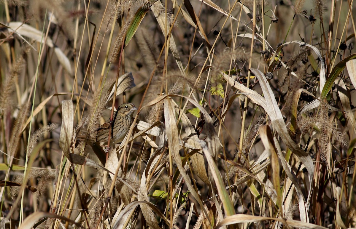 Lincoln's Sparrow - Jay McGowan