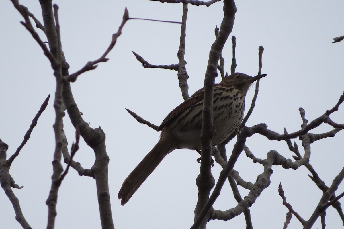 Brown Thrasher - ML203744881