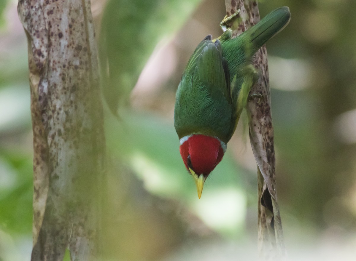 Red-headed Barbet - ML203745331