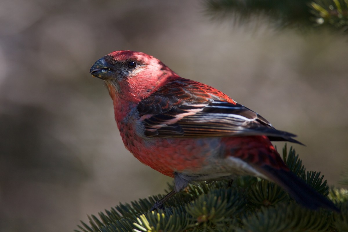 Pine Grosbeak - ML203745551