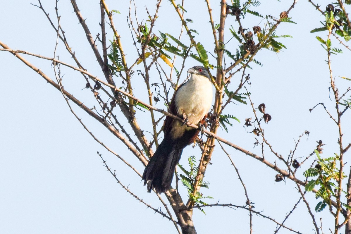 Blue-headed Coucal - Alison Bentley