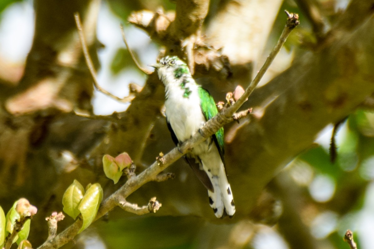 Klaas's Cuckoo - ML203750981