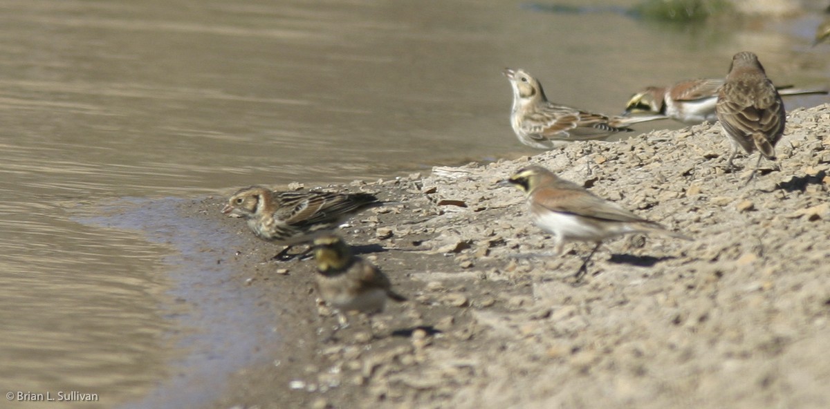 Lapland Longspur - Brian Sullivan