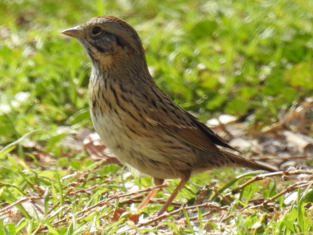 Lincoln's Sparrow - ML203752501