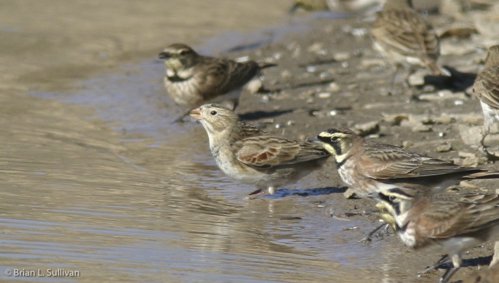 Thick-billed Longspur - Brian Sullivan