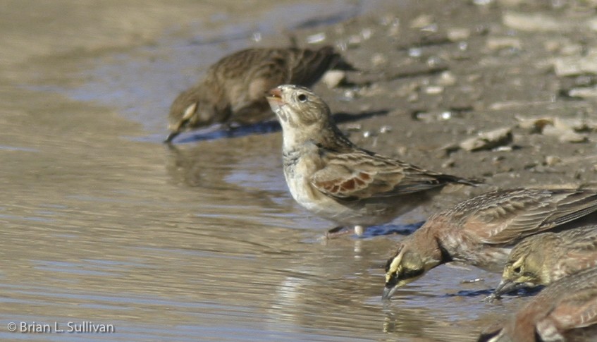 Thick-billed Longspur - ML20375271