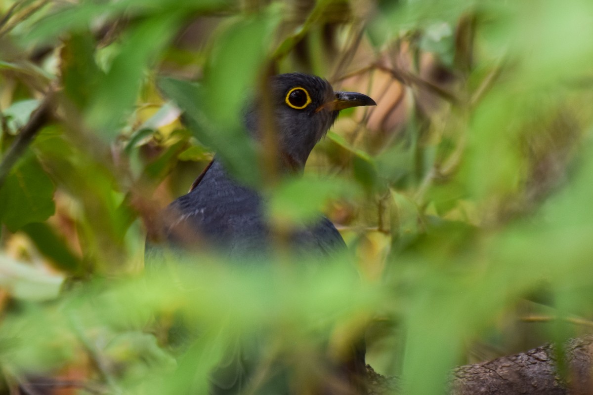 Red-chested Cuckoo - ML203753621