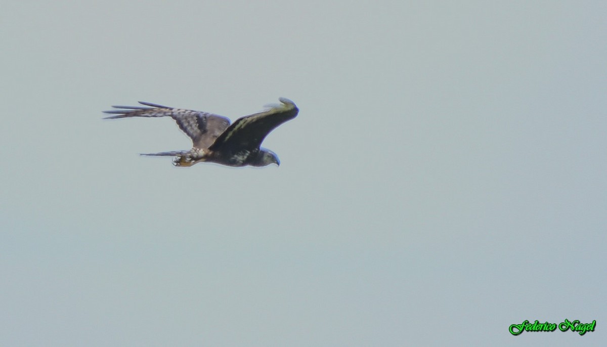 Long-winged Harrier - ML203754701