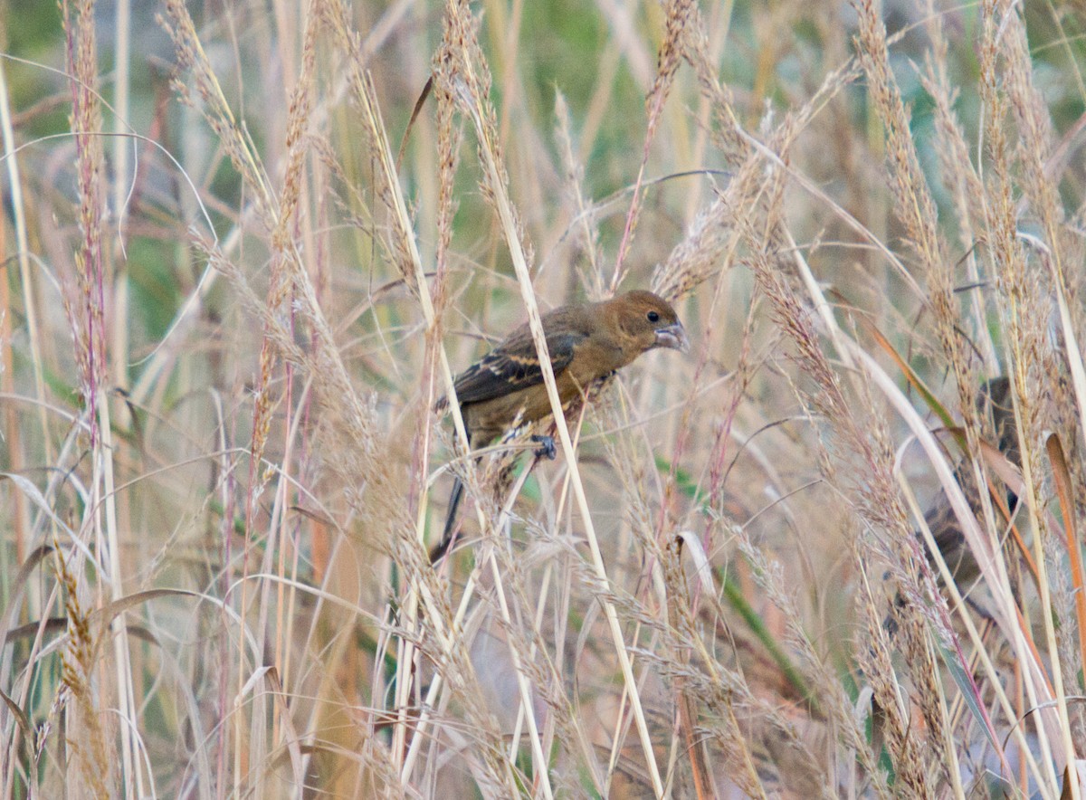 Blue Grosbeak - Will Pollard