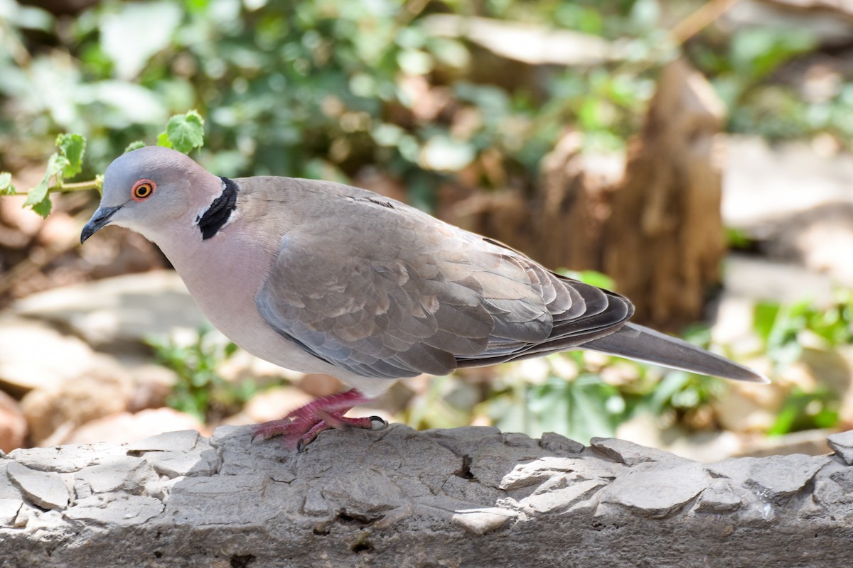 Mourning Collared-Dove - Alison Bentley