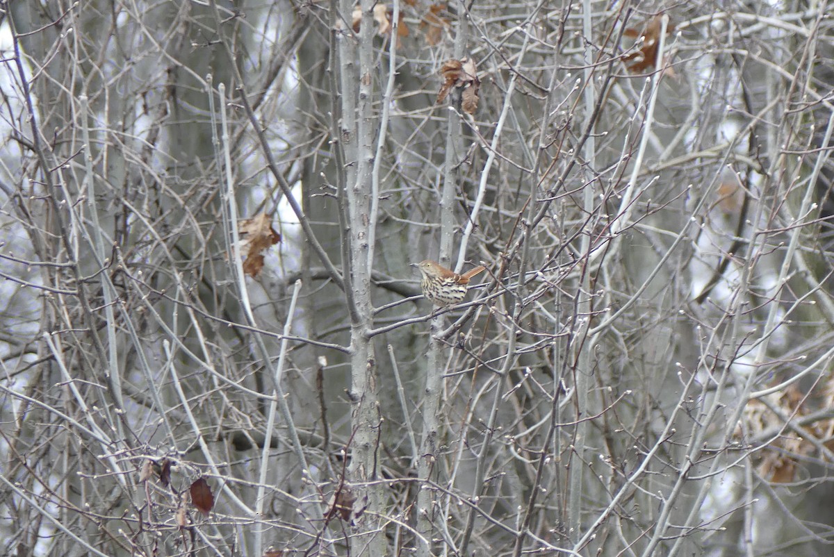 Brown Thrasher - Leslie Sours