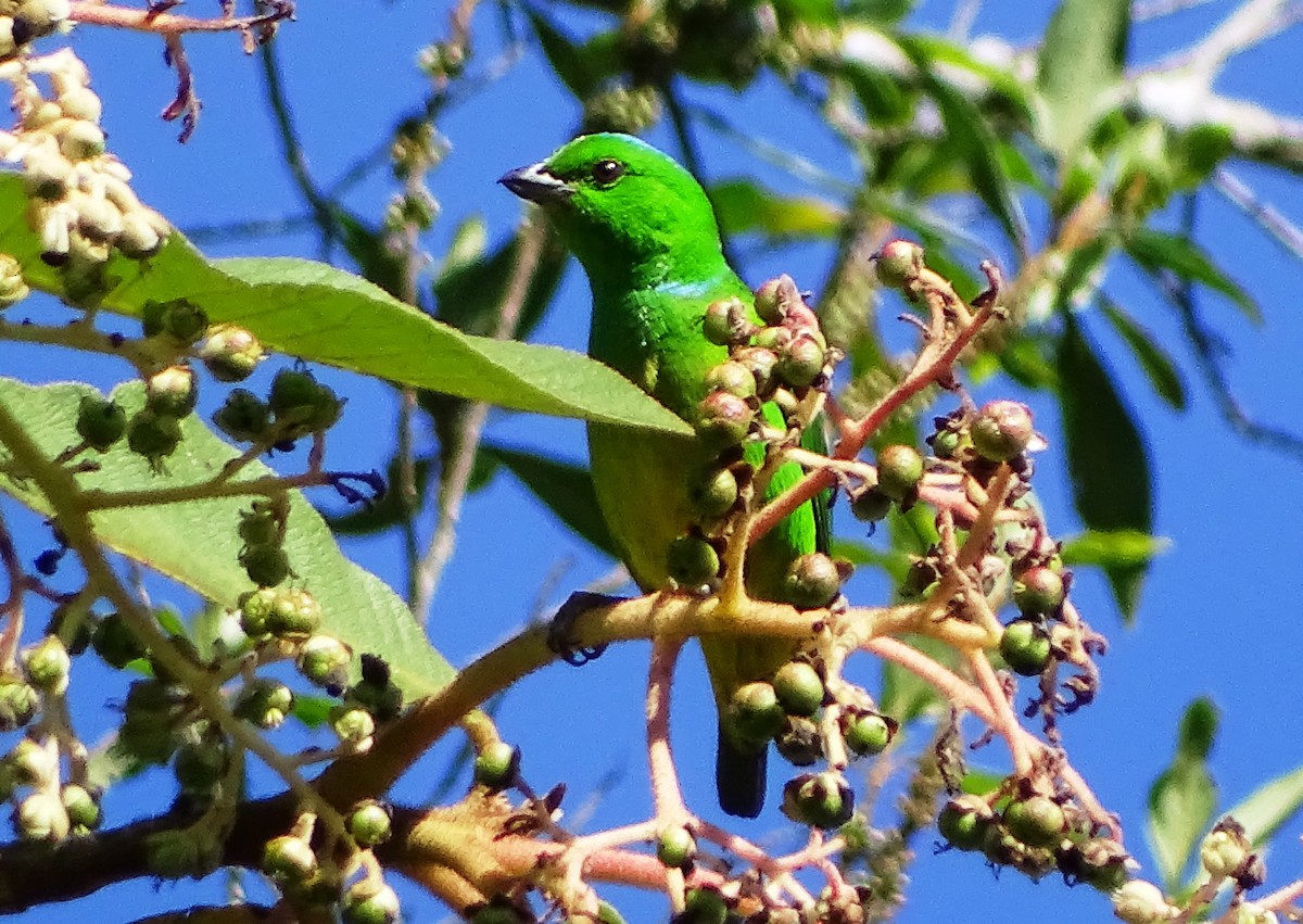 Blue-crowned Chlorophonia - ML203760241