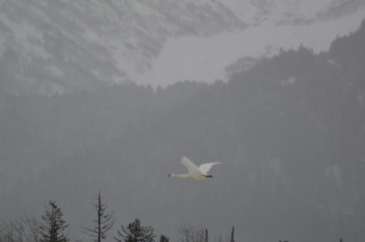 Trumpeter Swan - ML203760851